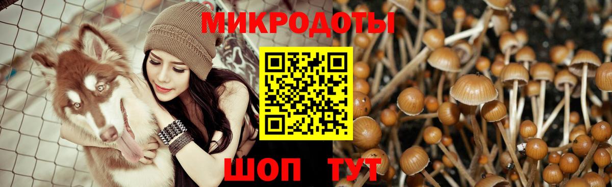 Галлюциногенные грибы Psilocybe Ревда